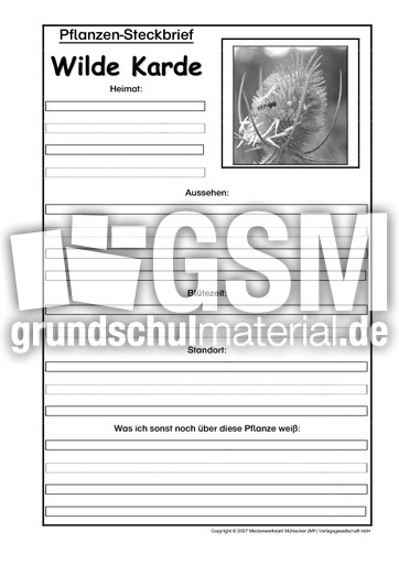 Pflanzensteckbrief-Wilde-Karde-SW.pdf